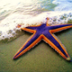Illustration for article titled Why Are All the Sea Stars Dying?